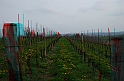Fiori di primavera_15